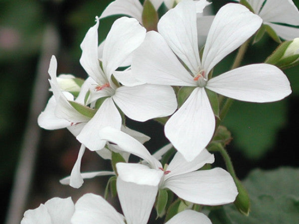 Picture of  Dresden White