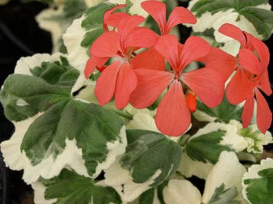 Picture of  Capetown