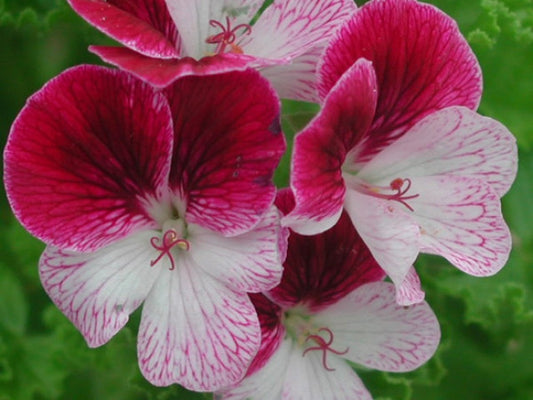 Picture of Eskay Verglo