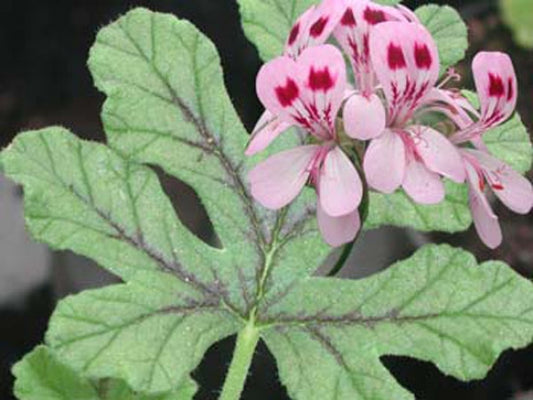 Picture of  Fair Ellen