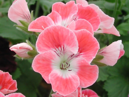 Picture of  Fanny Eden