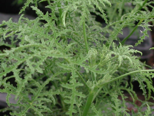 Picture of  Fillicifolium