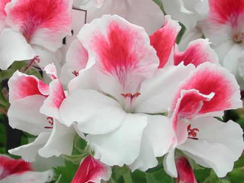 First Blush