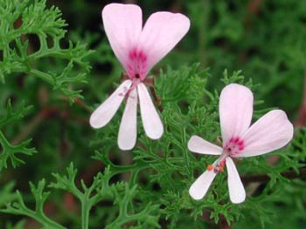 Picture of  P. fruticosum