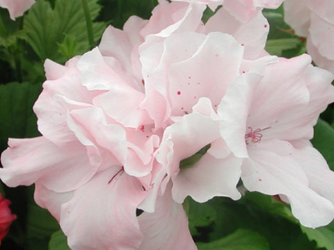 Gentle Georgia