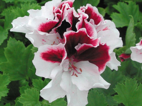 Georgia