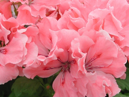 Picture of  Georgia Peach