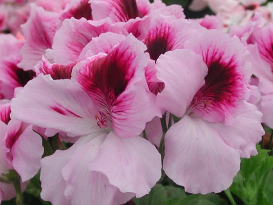 Picture of  Giant Butterfly