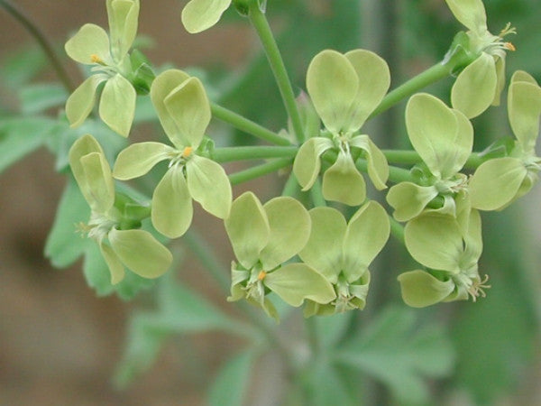 Picture of  P. gibbosum