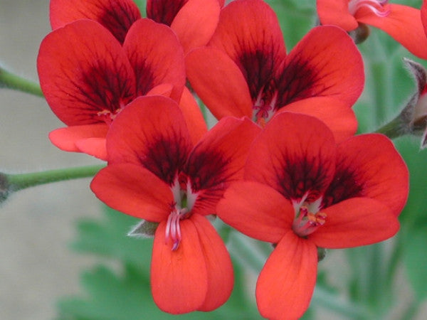 Picture of P. Ignescens