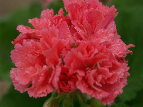 Picture of Lancastrian