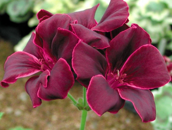 Picture of  Lord Bute