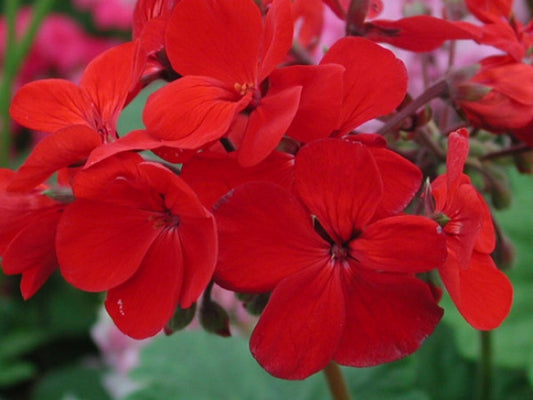 Picture of  Lord Roberts