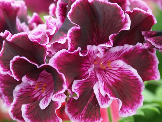 Picture of  Margaret Soley