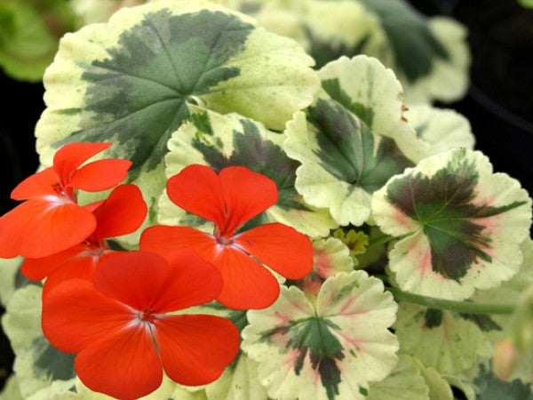 Picture of  Merry Go Round