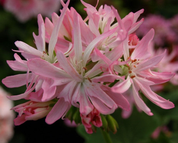 Picture of Win Ellison