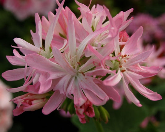 Picture of  Win Ellison