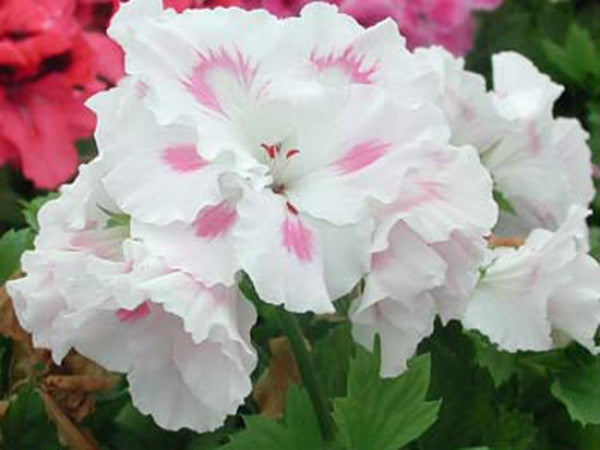 Picture of  Misty Morning