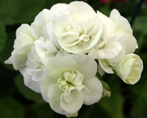 Picture of Mme Recamier