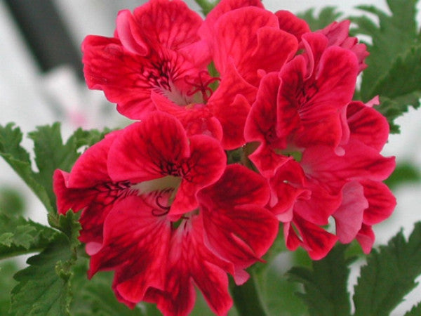 Picture of  Mons Ninon