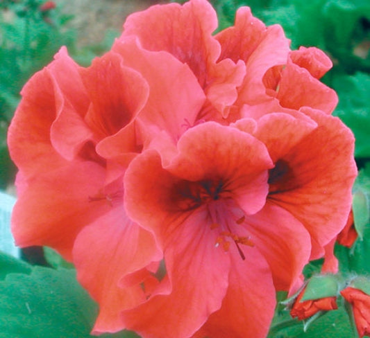 Picture of  Montague Garibaldi Smith