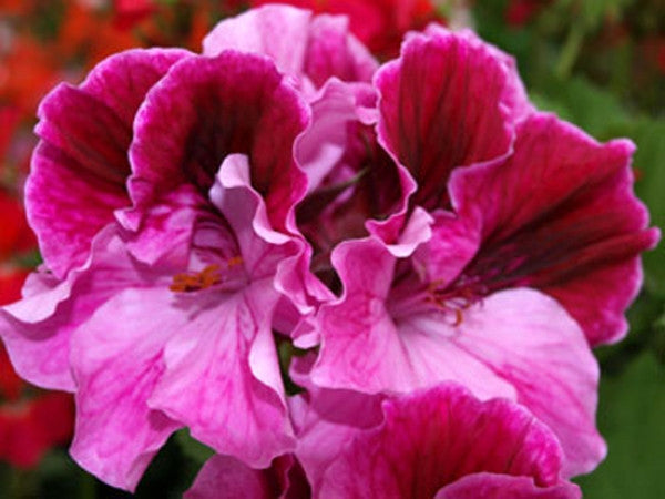 Picture of  Montys Magic