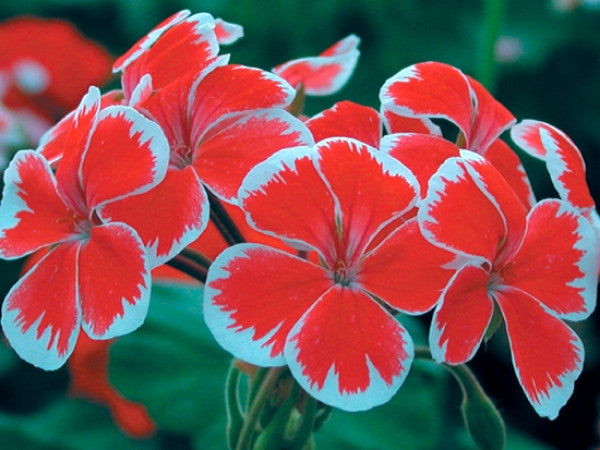 Pelargon Mr Wren (eller balkong, trädgård eller, trädgård eller balkong, Dess unika, Dess unika utseende) Pelargon Mr Wren