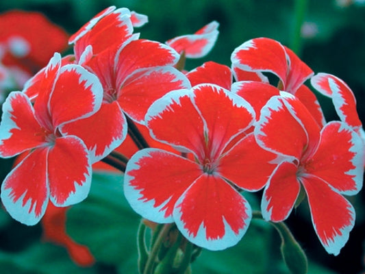 Picture of  Mr. Wren