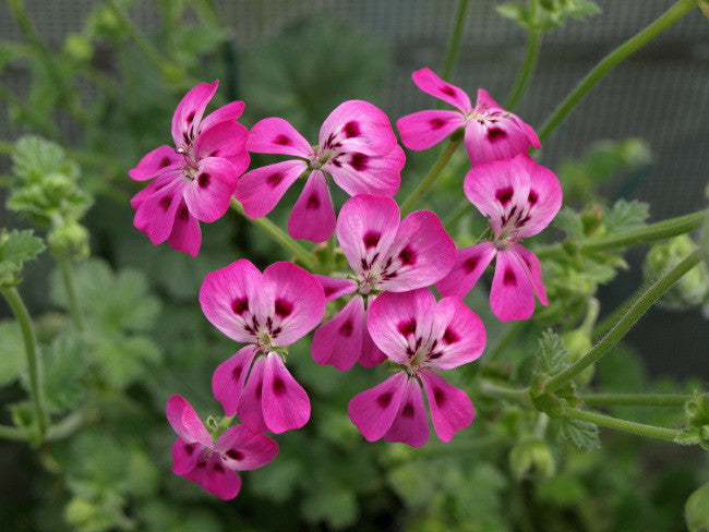 P. echinatum "Mrs Stapleton'