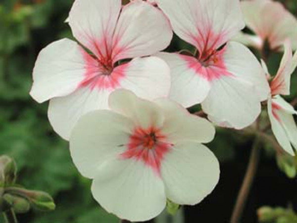 Picture of Nicor Star