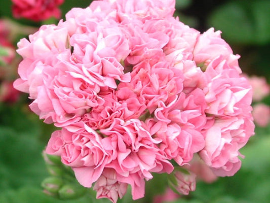 Picture of  Noele Gordon