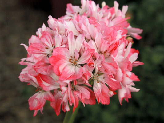 Picture of  Pamela Vaughan