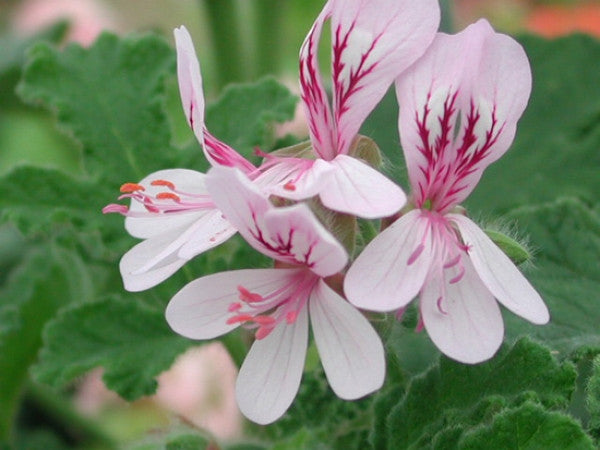 Picture of P. panduriforme