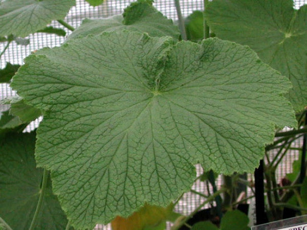 Picture of P. papilionaceum