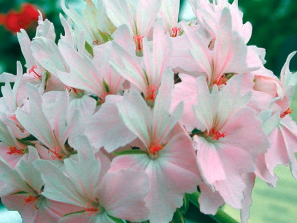 Picture of Pat Hannam