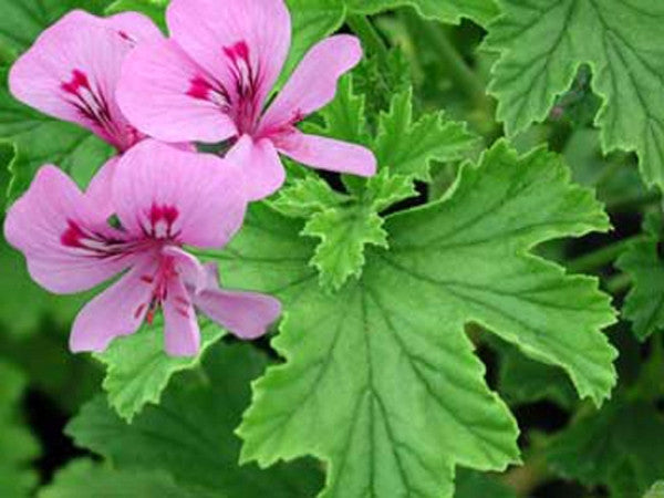 Picture of Peters Luck