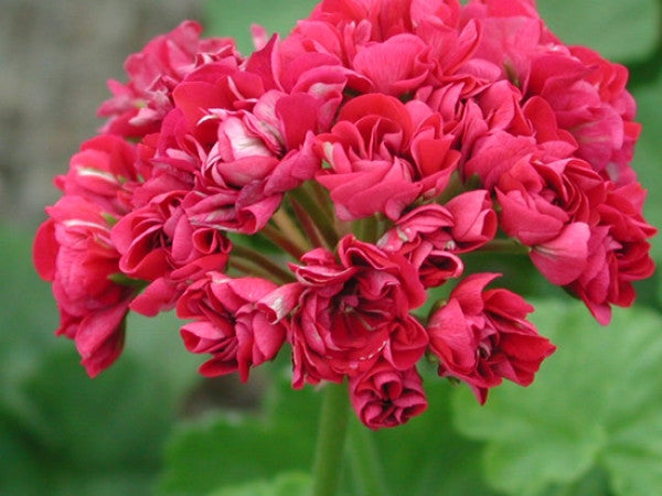 Picture of Plum Rambler