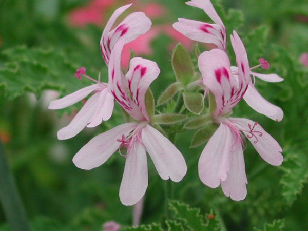 Picture of  P. quercifolium