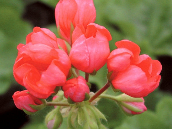 Picture of Red Pandora
