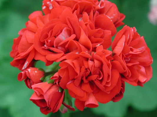 Picture of  Red Rambler