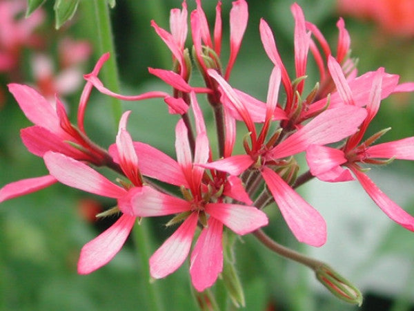 Picture of Red Witch