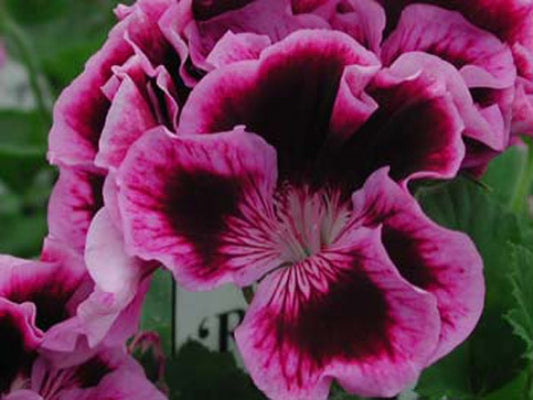 Picture of  Rembrandt