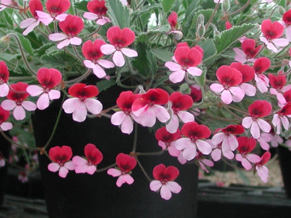 Picture of P. Renate Parsley