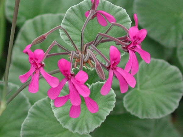 Picture of P. reniforme