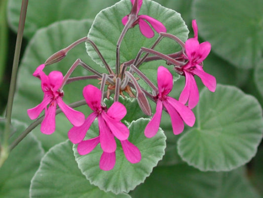 Picture of  P. reniforme