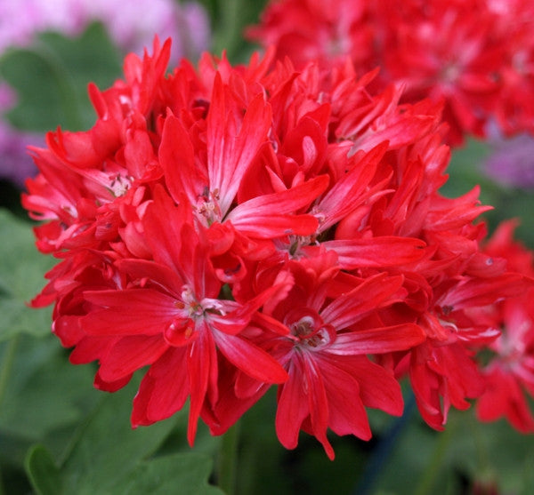 Picture of Robyn Hannah