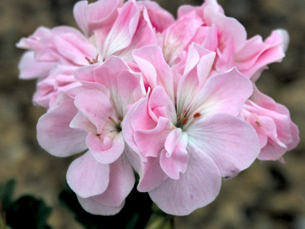 Picture of Rose of Amsterdam