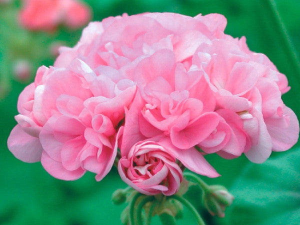 Picture of Sweet Jess