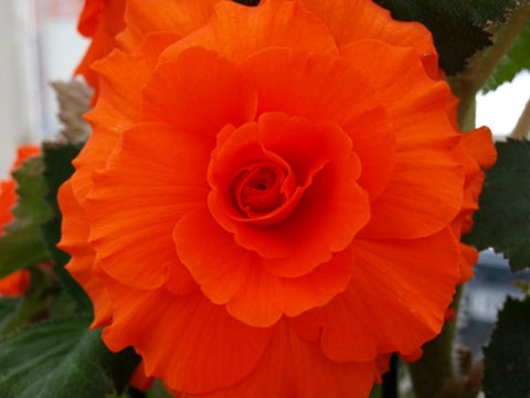 Sceptre