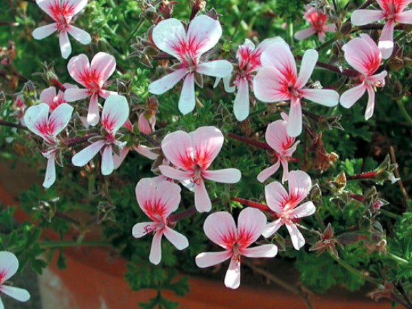 Picture of P. Shannon